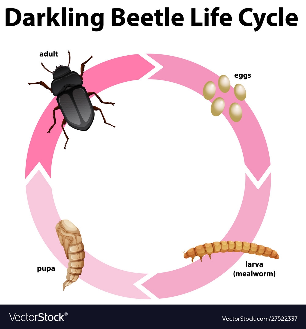 Stag Beetle Life Cycle Stag Beetle Life Cycle