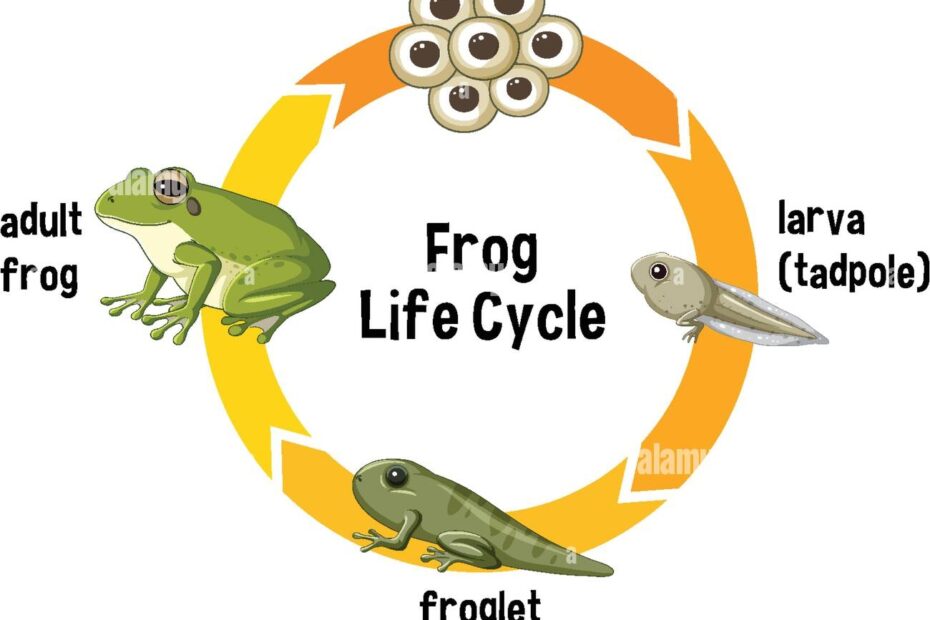 Stages From Egg To Adult Frog Stock Vector Image Art Alamy