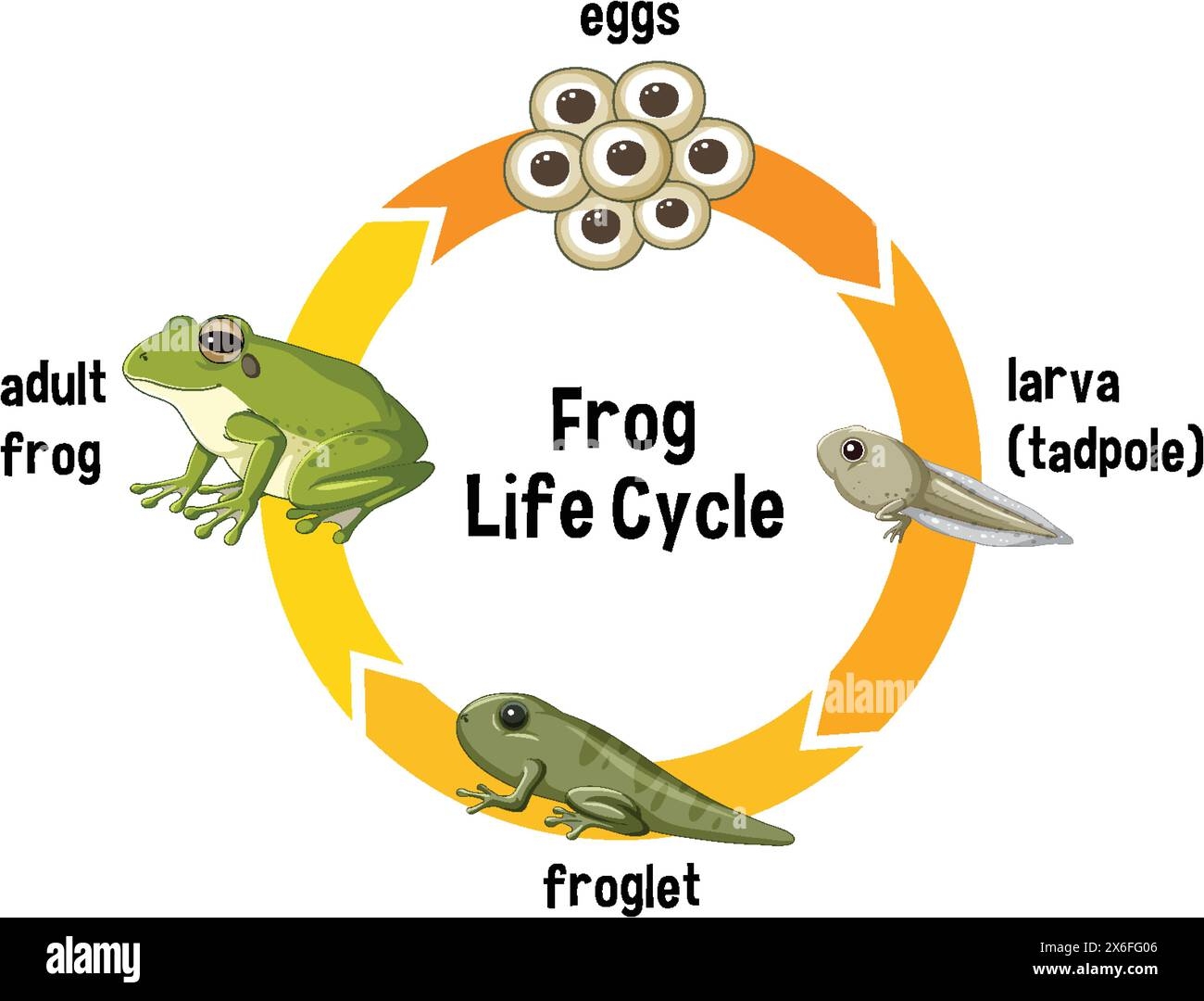 Stages From Egg To Adult Frog Stock Vector Image Art Alamy Stages From Egg To Adult Frog Stock Vector Image Art Alamy