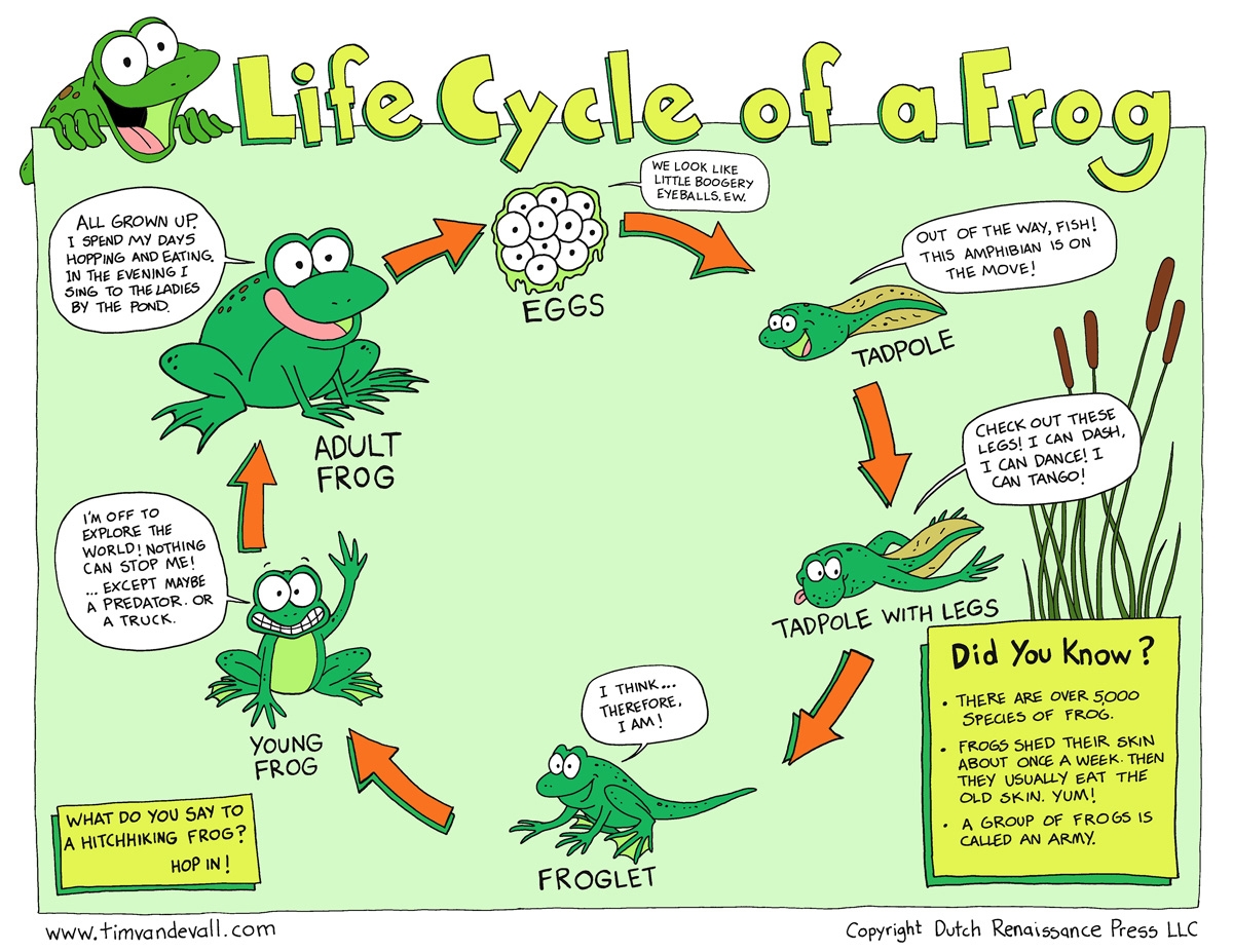 Stages Life Cycle Of A Frog Printable Templates Protal Stages Life Cycle Of A Frog Printable Templates Protal