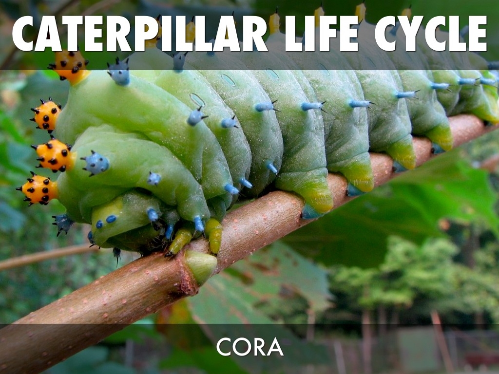 Stages Of A Caterpillar Life Cycle Vrogue co Stages Of A Caterpillar Life Cycle Vrogue co