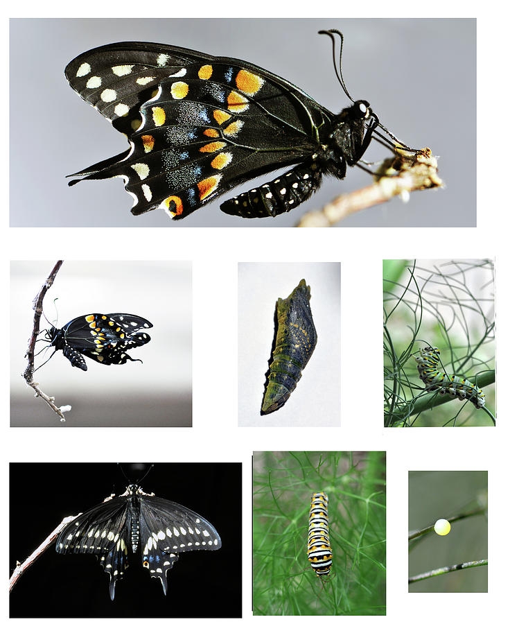 Stages Of Black Swallowtail Butterfly Photograph By Wes Hanson Fine Stages Of Black Swallowtail Butterfly Photograph By Wes Hanson Fine