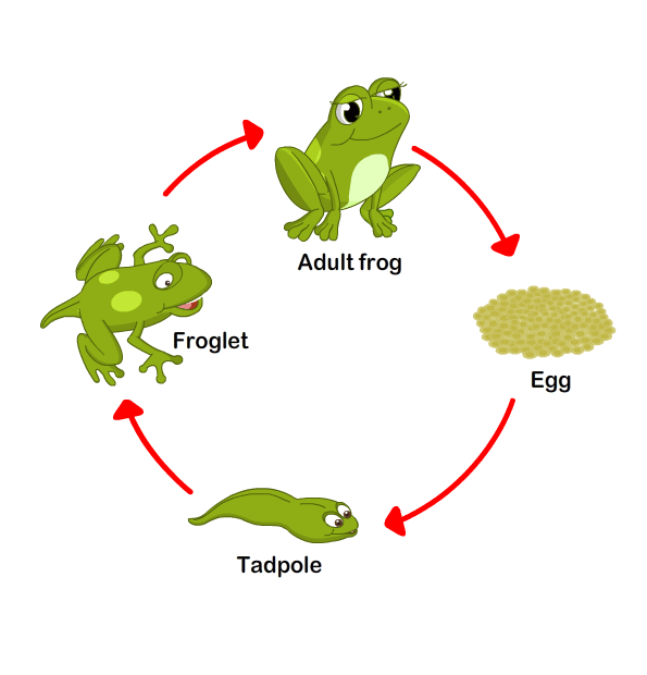 Stages Of Frog Life Cycle Worksheet Turtle Diary