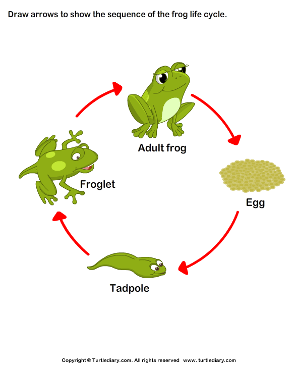 four stages of a frog four stages of a frog