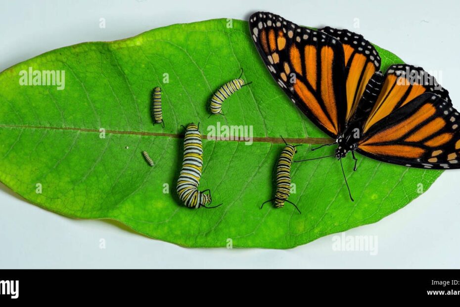 Stages Of Monarch Development Caterpillar And Butterfly Stock Photo