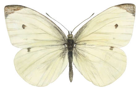 Stock Illustration Cabbage Butterfly Pieris Rapae