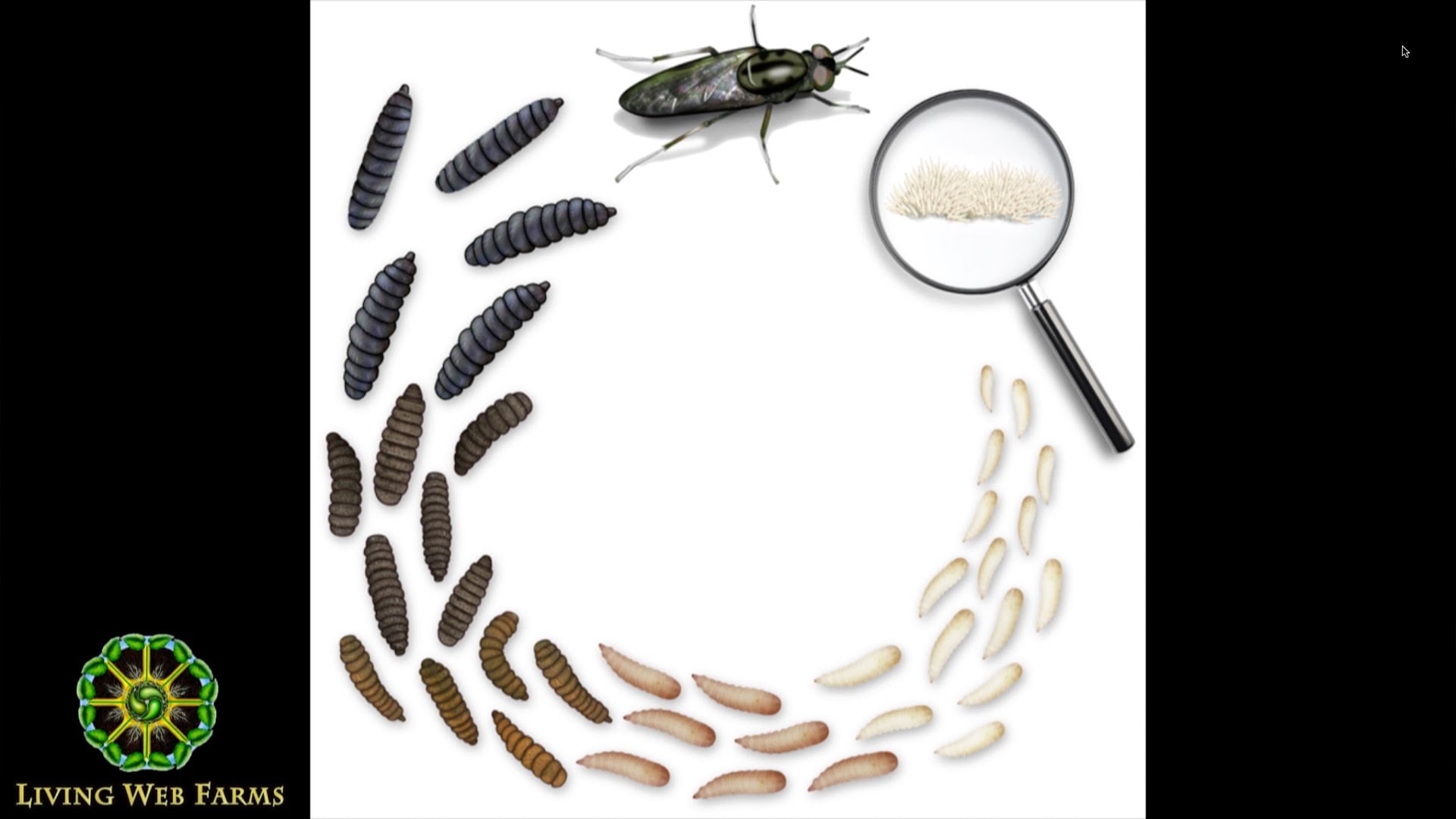 Stunning Facts About The Maggot Phase In The Life Cycle Of A Fly Web Stunning Facts About The Maggot Phase In The Life Cycle Of A Fly Web