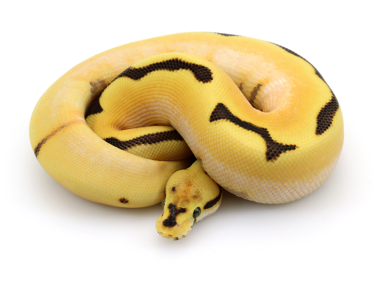 Super Orange Dream Yellow Belly Spider Fire Markus Jayne Ball Pythons Super Orange Dream Yellow Belly Spider Fire Markus Jayne Ball Pythons