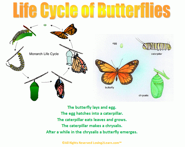 Super Subjects Super Science Life Science Life Cycles Butterfly Super Subjects Super Science Life Science Life Cycles Butterfly