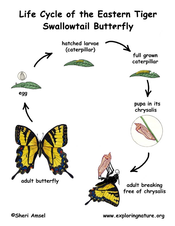 Swallowtail Butterfly Life Cycle Swallowtail Butterfly Life Cycle