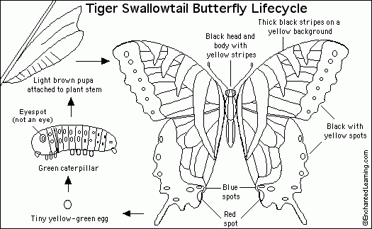 life cycle of a swallowtail butterfly life cycle of a swallowtail butterfly