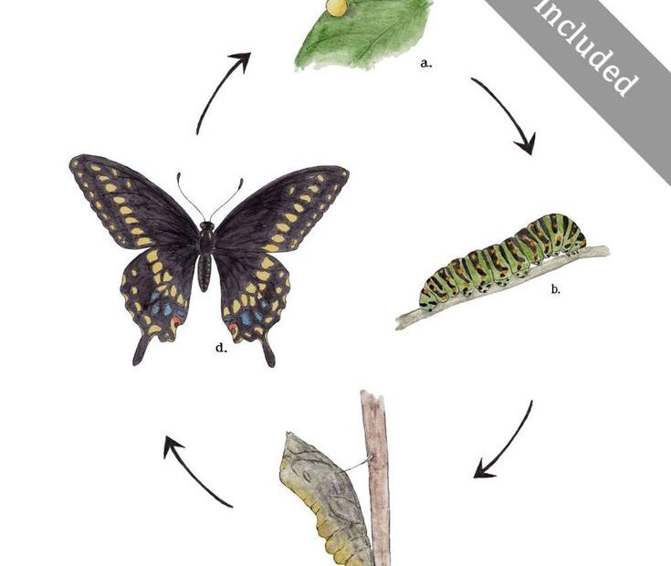 Swallowtail Life Cycle Educational Printable Art A4 And 8x10 Butterfly