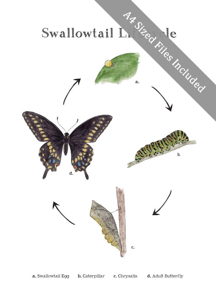 Swallowtail Life Cycle Educational Printable Art A4 And 8x10 Butterfly Swallowtail Life Cycle Educational Printable Art A4 And 8x10 Butterfly