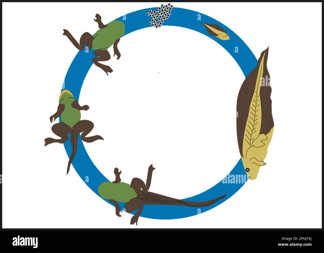 Tadpole frog Life Cycle Stock Photo Alamy Tadpole frog Life Cycle Stock Photo Alamy