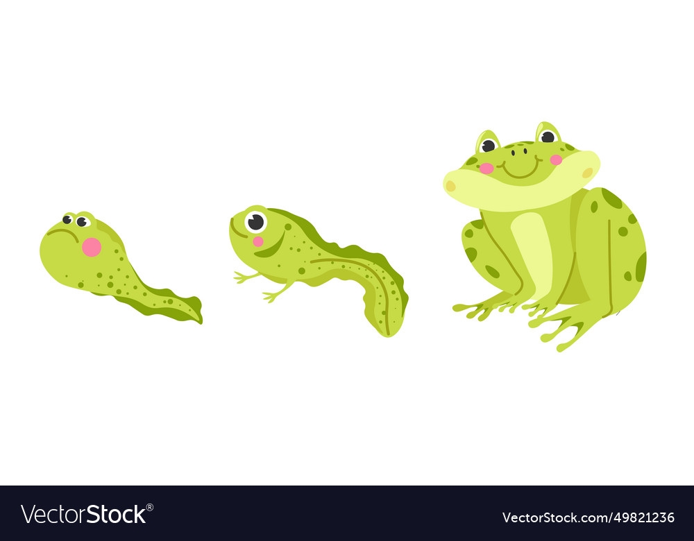 development of tadpole to frog development of tadpole to frog
