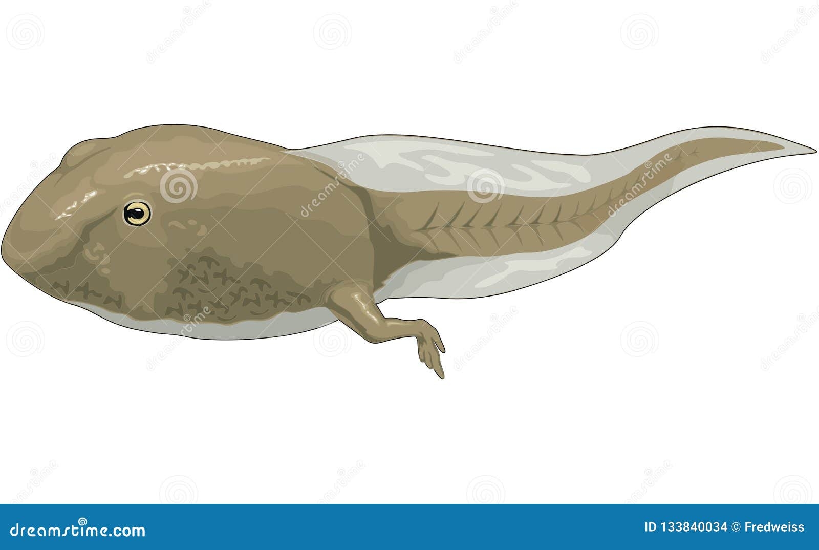 Tadpole Is Swimming And Turning Into A Frog Icon Cartoon Vector 