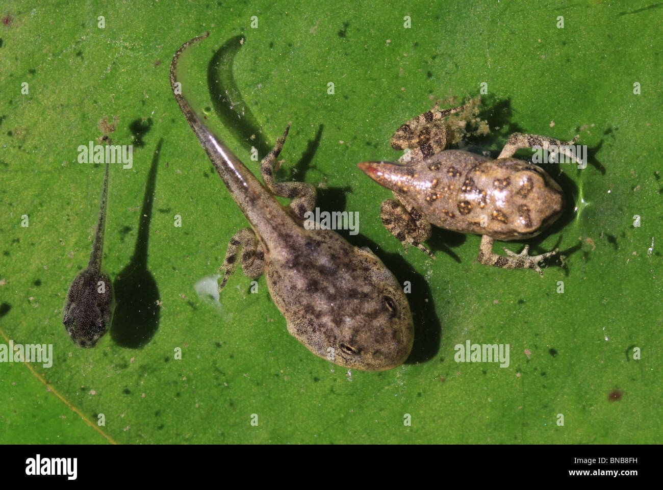 Tadpole To Frog Development Different Species Stock Photo Alamy Tadpole To Frog Development Different Species Stock Photo Alamy