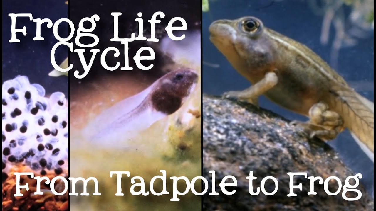 Tadpole To Frog Metamorphosis Magic AMPHIPEDIA Tadpole To Frog Metamorphosis Magic AMPHIPEDIA