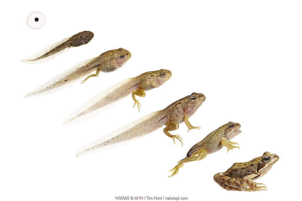 tadpole to frog timeline tadpole to frog timeline