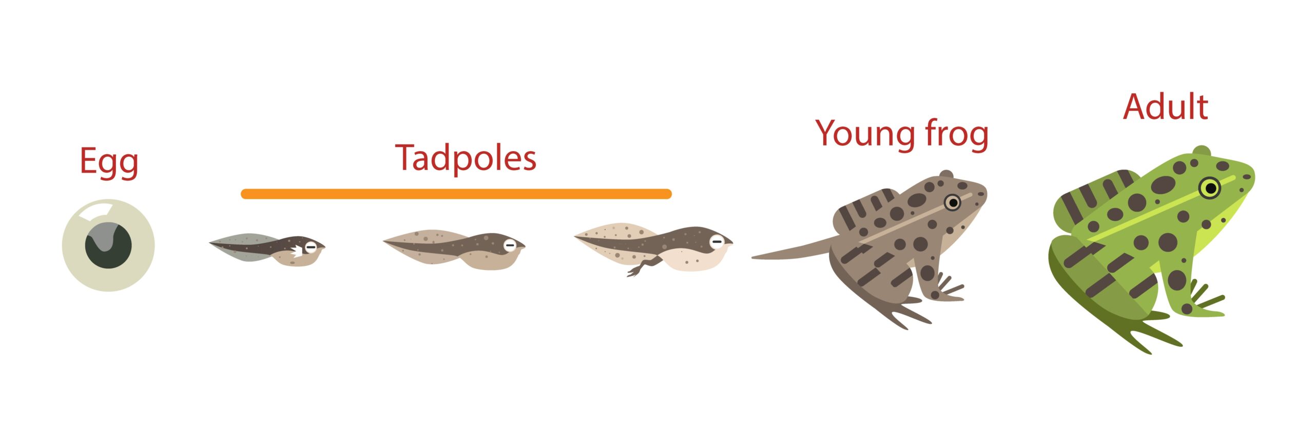 stage between tadpole and frog stage between tadpole and frog