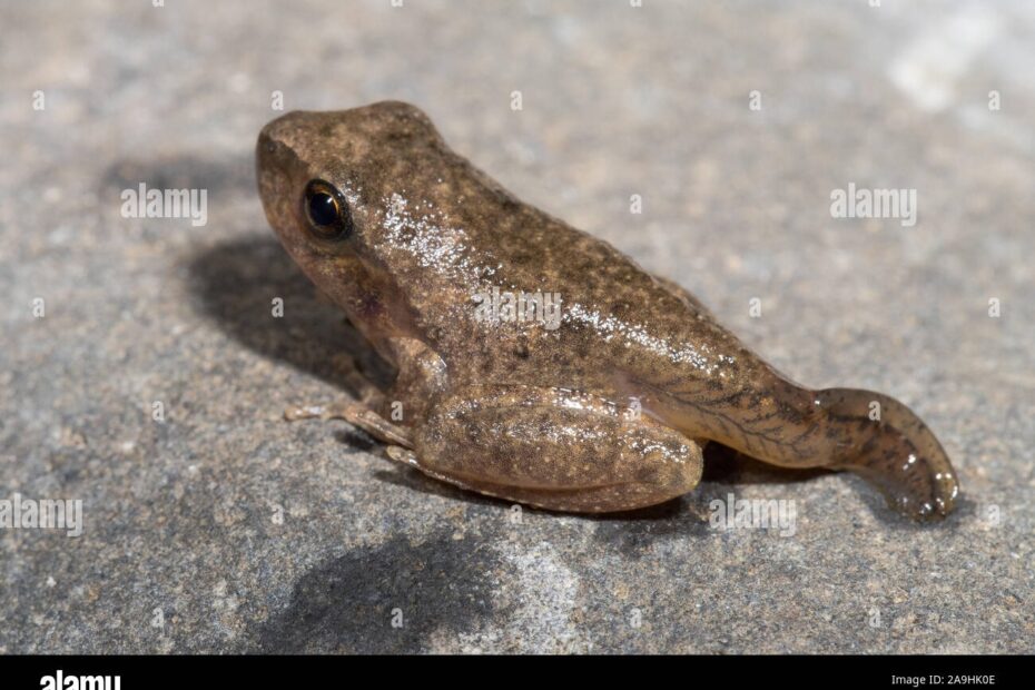 Tadpole Turning Into A Frog Stock Photo Alamy