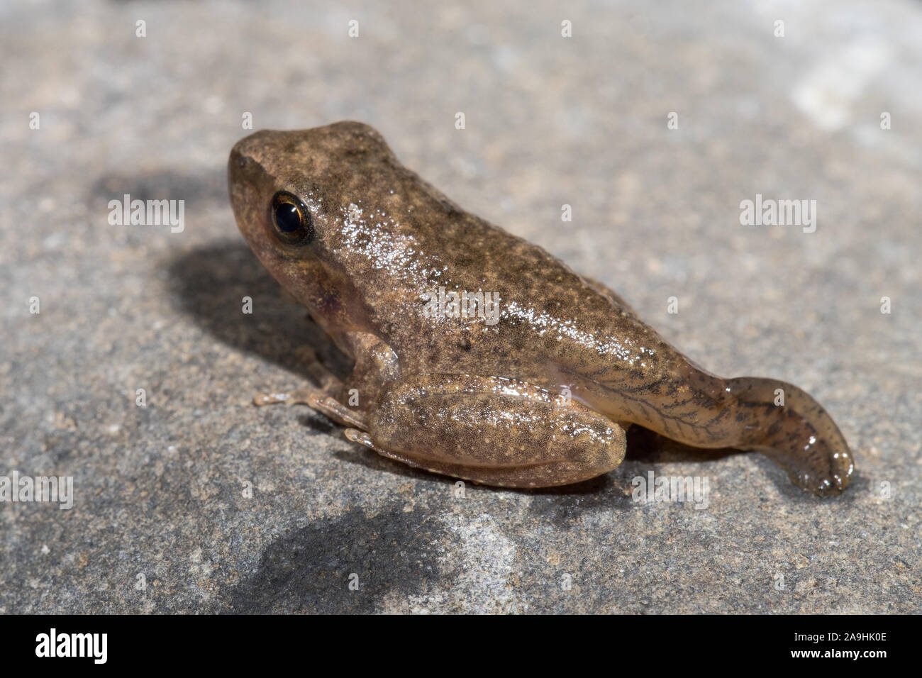 Tadpole Turning Into A Frog Stock Photo Alamy Tadpole Turning Into A Frog Stock Photo Alamy