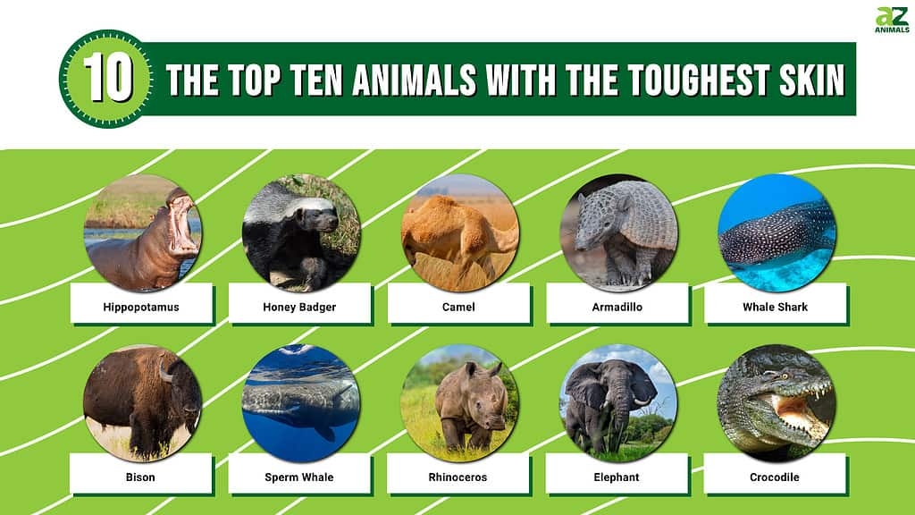The 10 Animals With The Toughest Skin and How It Helps Them Survive The 10 Animals With The Toughest Skin and How It Helps Them Survive