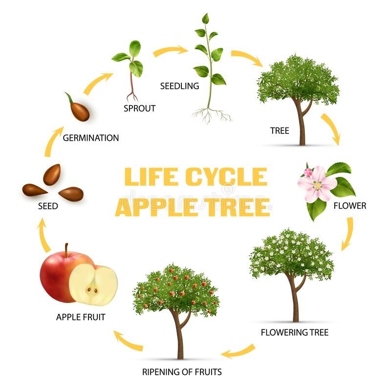 The Amazing Life Cycle Of An Apple Tree The Amazing Life Cycle Of An Apple Tree
