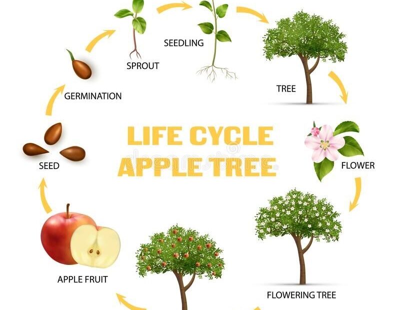 The Amazing Life Cycle Of An Apple Tree