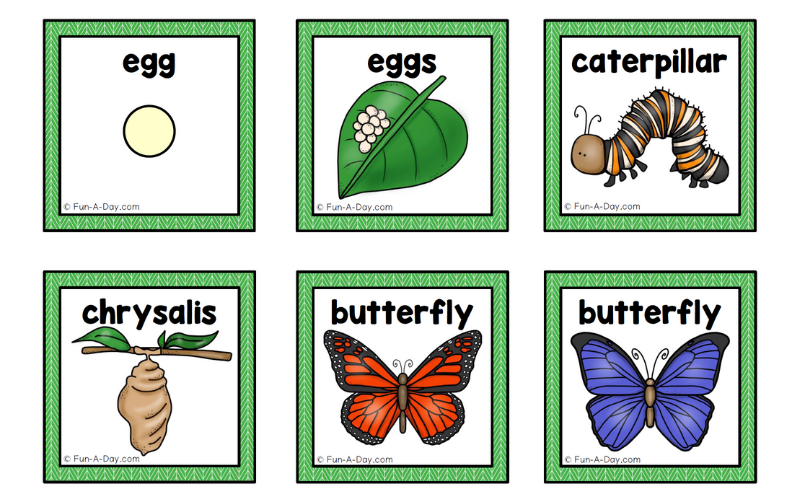 Butterflies Life Cycle for Kids Butterflies Life Cycle for Kids