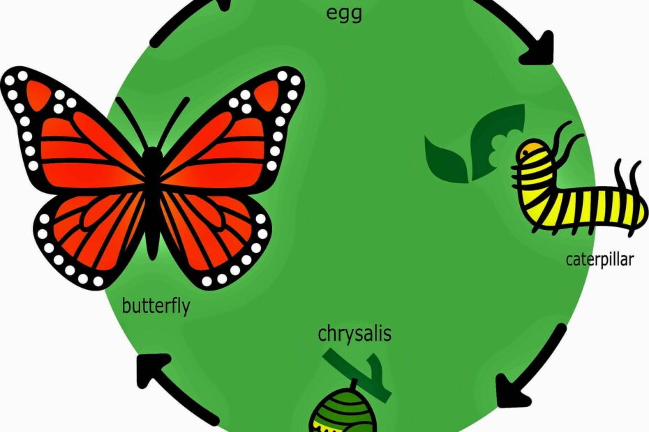 The Butterfly Life Cycle Has Four Life Stages Whizzed Net