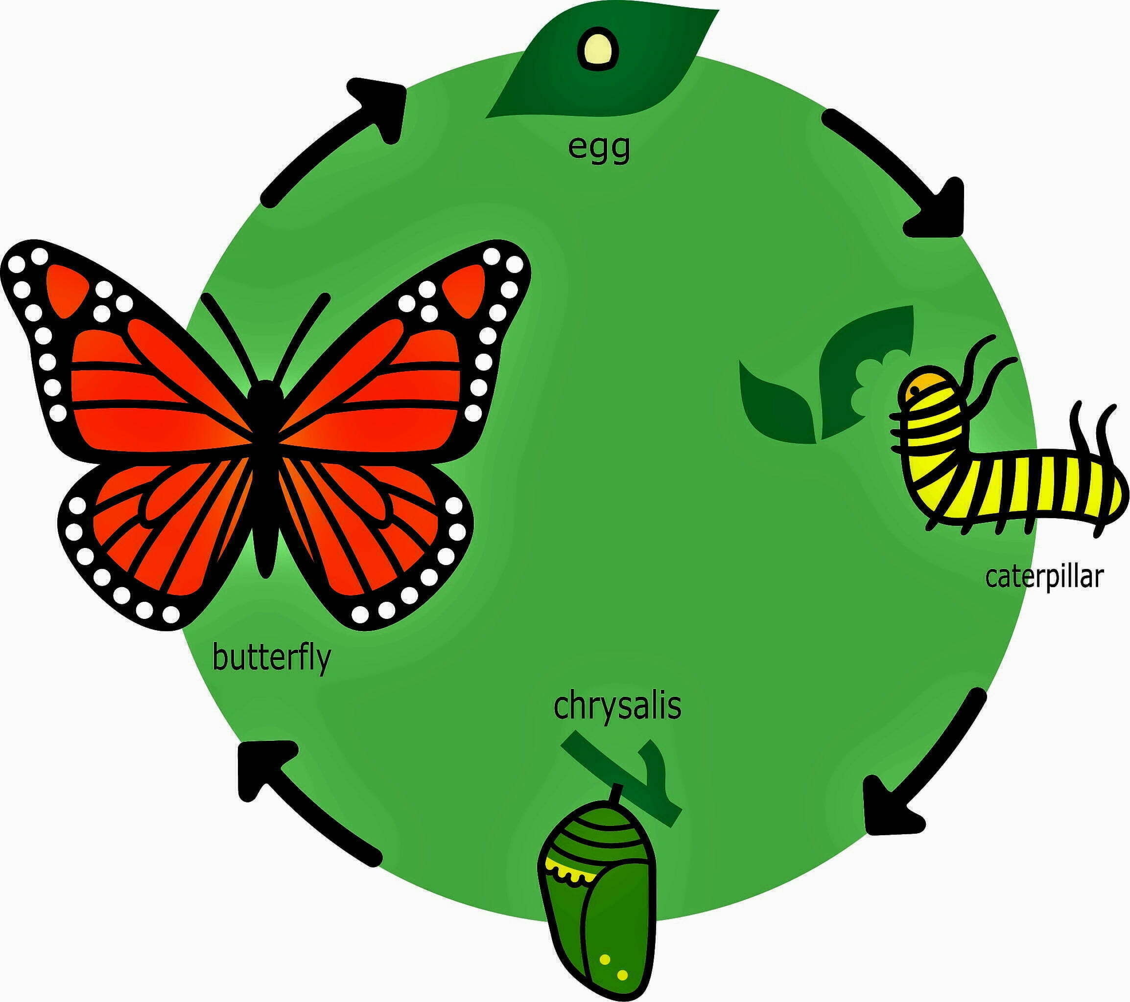 The Butterfly Life Cycle Has Four Life Stages Whizzed Net The Butterfly Life Cycle Has Four Life Stages Whizzed Net