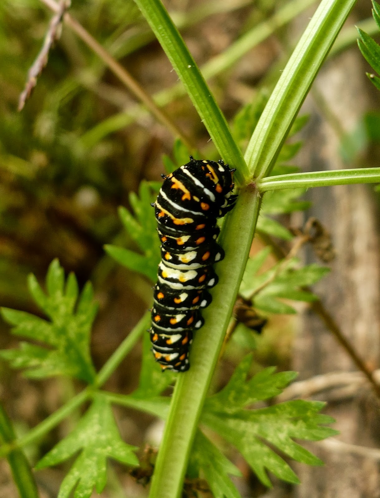 The Enchanted Tree Raising Black Swallowtail Caterpillars The Enchanted Tree Raising Black Swallowtail Caterpillars