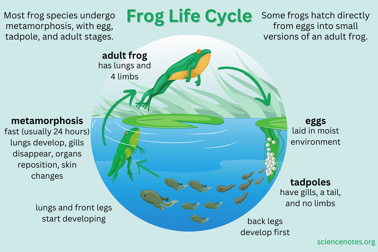 cycle of a frog's life cycle of a frog's life