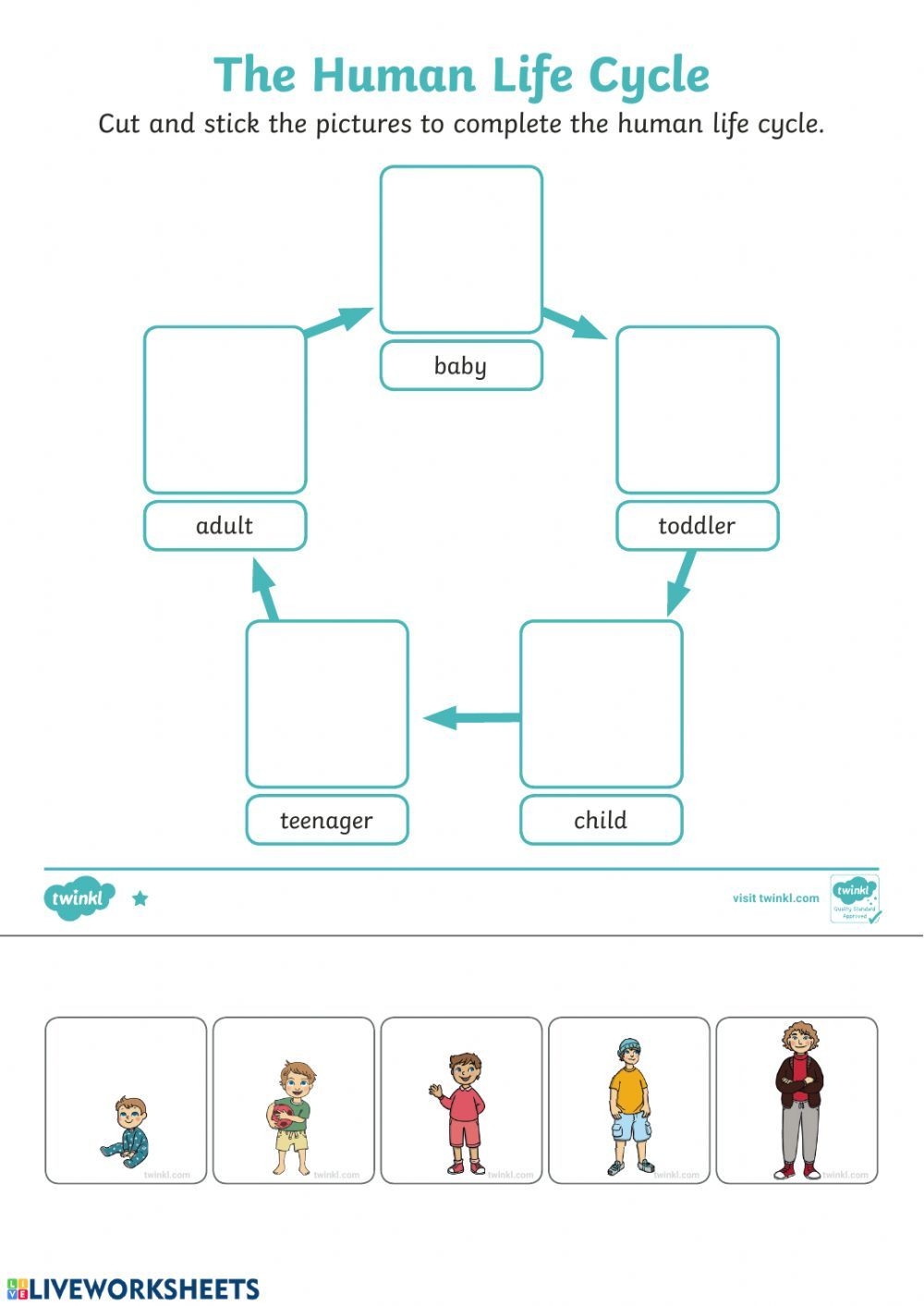 The Human Life Cycle Worksheet Is Shown In This Graphic Diagram Which The Human Life Cycle Worksheet Is Shown In This Graphic Diagram Which
