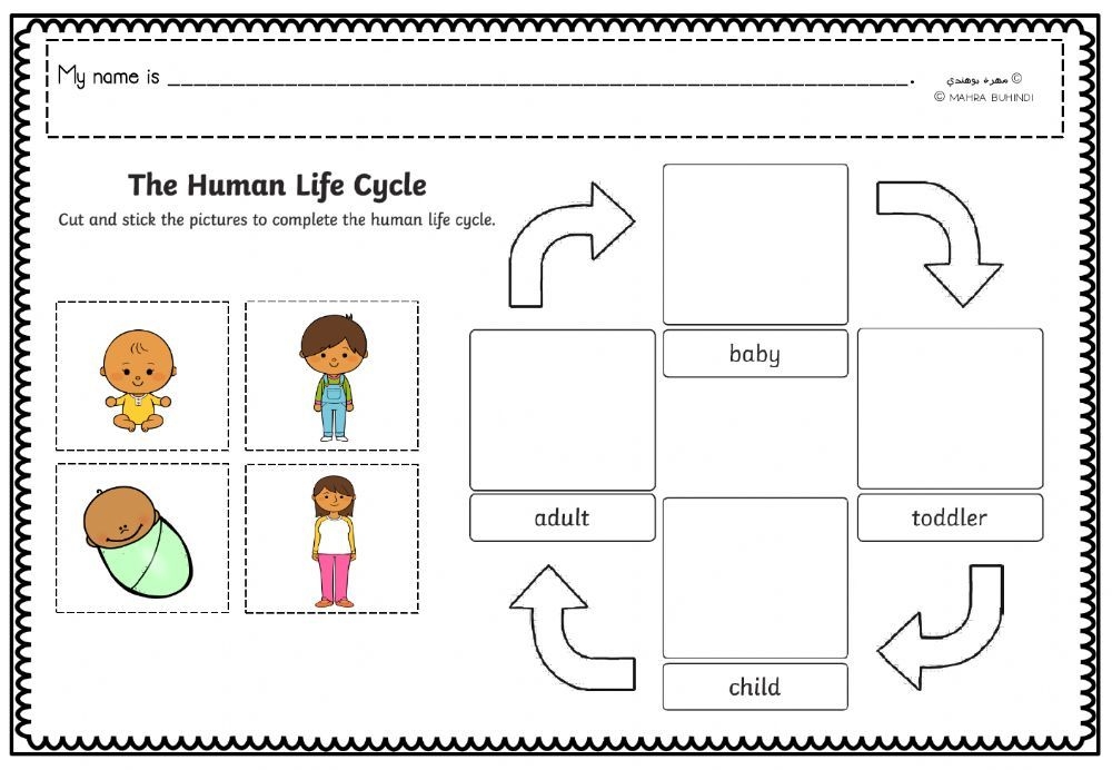 The Human Lifecycle Worksheet Kindergarten Reading Worksheets The Human Lifecycle Worksheet Kindergarten Reading Worksheets