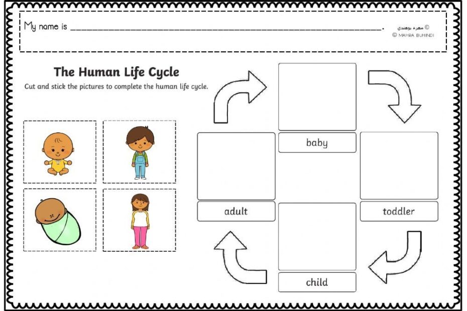 The Human Lifecycle Worksheet Kindergarten Reading Worksheets