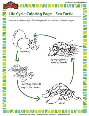 Turtle Life Cycle Coloring Turtle Life Cycle Coloring