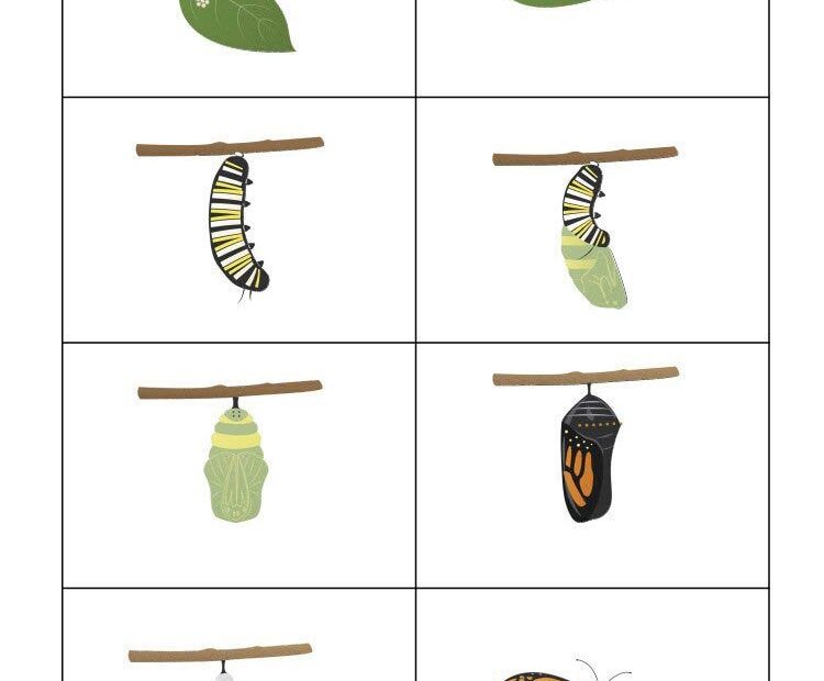 The Life Cycle Of A Butterfly