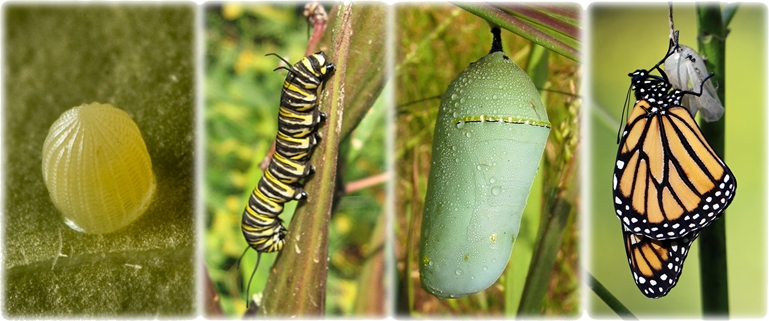The Life Cycle Of A Butterfly Egg Stage Larva Stage P Vrogue co The Life Cycle Of A Butterfly Egg Stage Larva Stage P Vrogue co