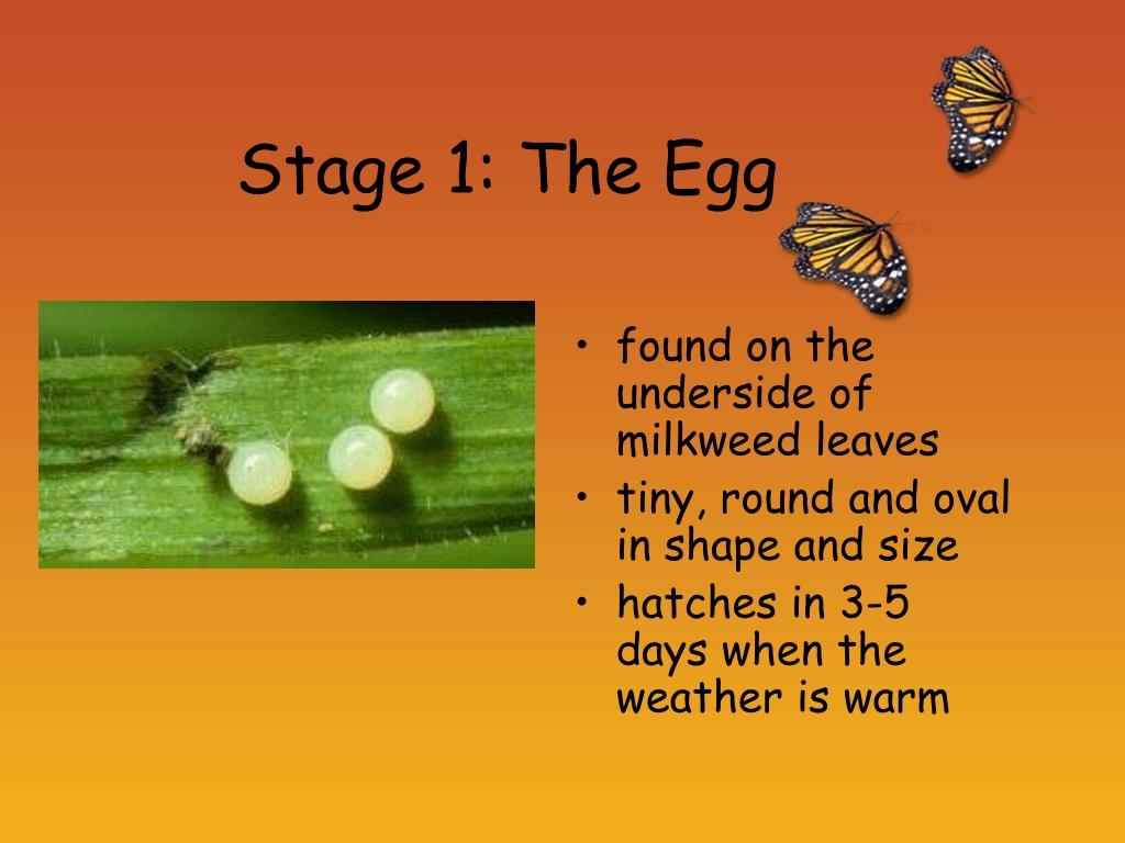 Butterfly Egg Stage Butterfly Egg Stage