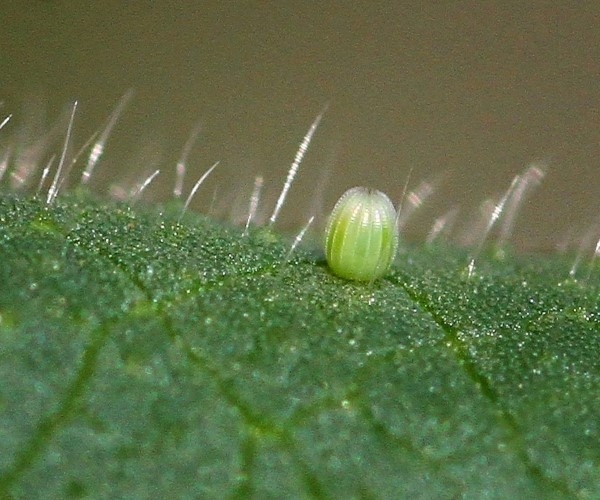 Larva Stage of a Butterfly Larva Stage of a Butterfly