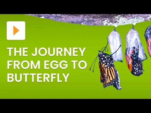 The Life Cycle Of A Butterfly English ESL Video Lessons The Life Cycle Of A Butterfly English ESL Video Lessons