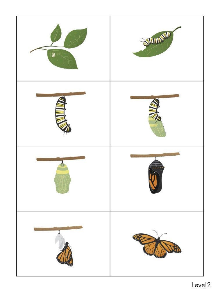 The Life Cycle Of A Butterfly