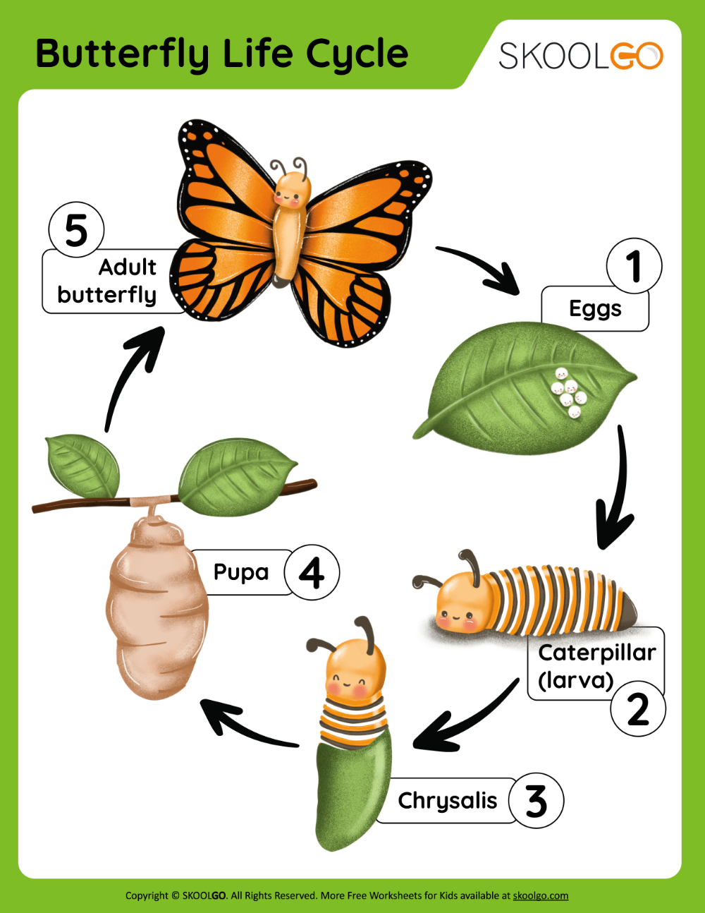 The Life Cycle Of A Butterfly The Life Cycle Of A Butterfly