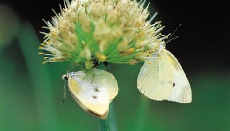 life cycle of a cabbage white butterfly life cycle of a cabbage white butterfly