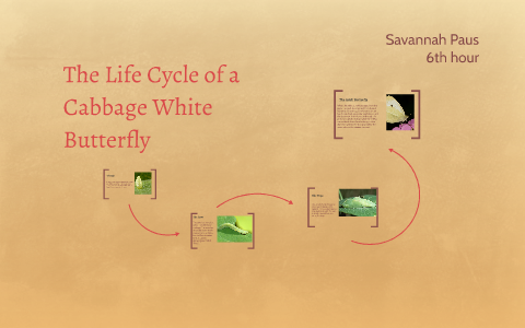 The Life Cycle Of A Cabbage White Butterfly By Savannah Paus The Life Cycle Of A Cabbage White Butterfly By Savannah Paus