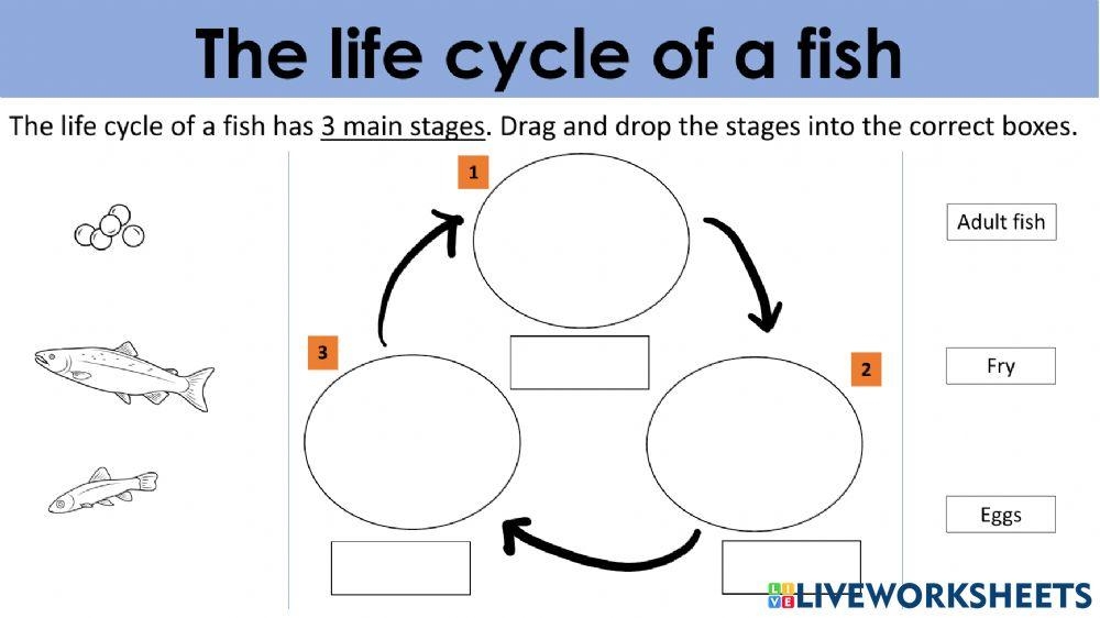 The Life Cycle Of A Fish Online Exercise For Live Worksheets The Life Cycle Of A Fish Online Exercise For Live Worksheets