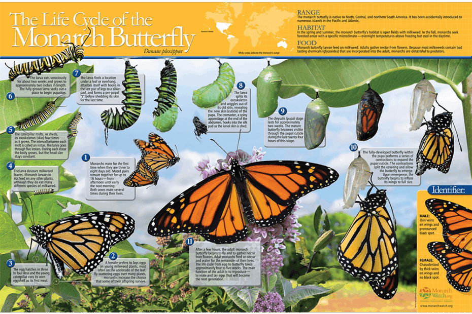 The Life Cycle Of The Monarch Butterfly Poster Monarch Watch