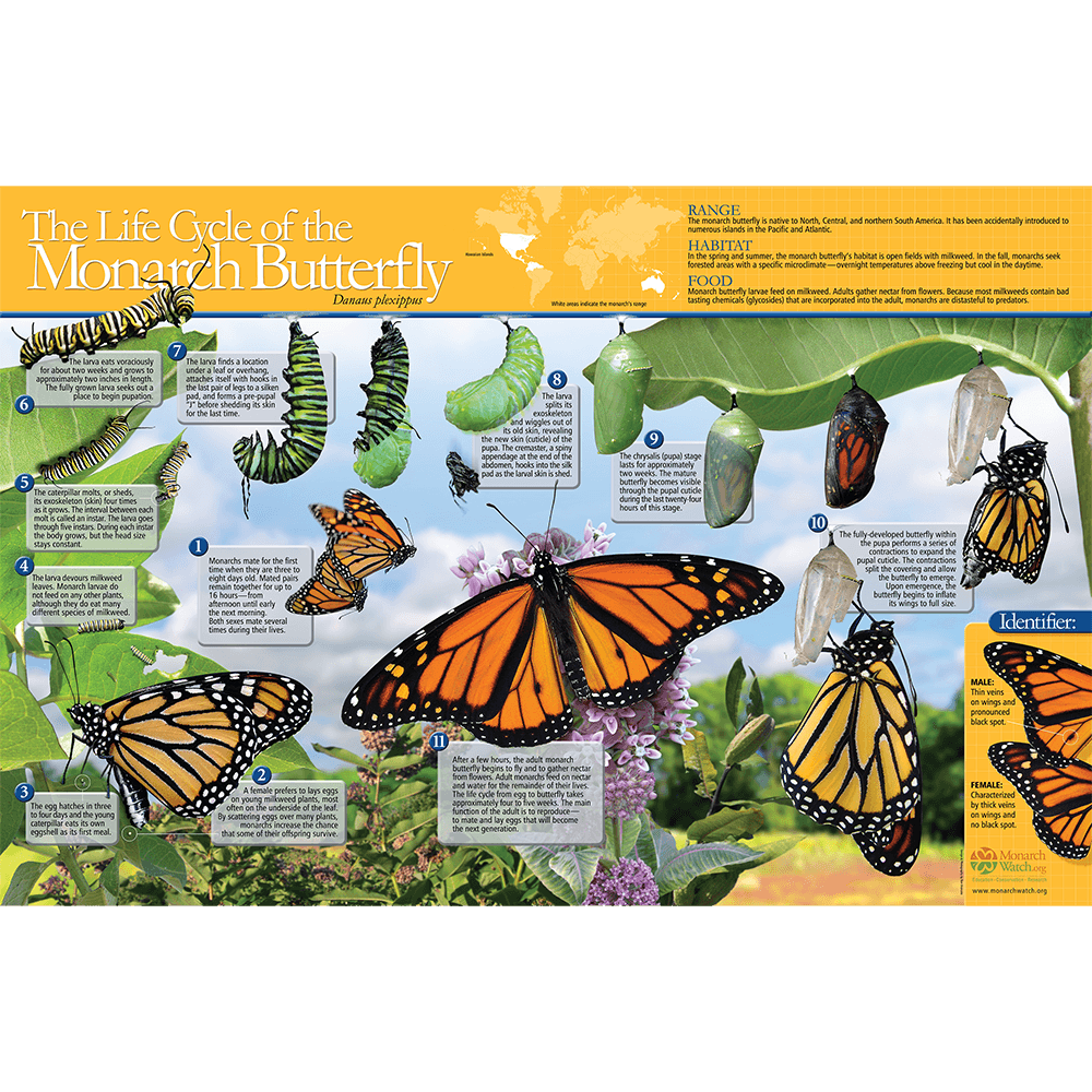 The Life Cycle Of The Monarch Butterfly Poster Monarch Watch The Life Cycle Of The Monarch Butterfly Poster Monarch Watch
